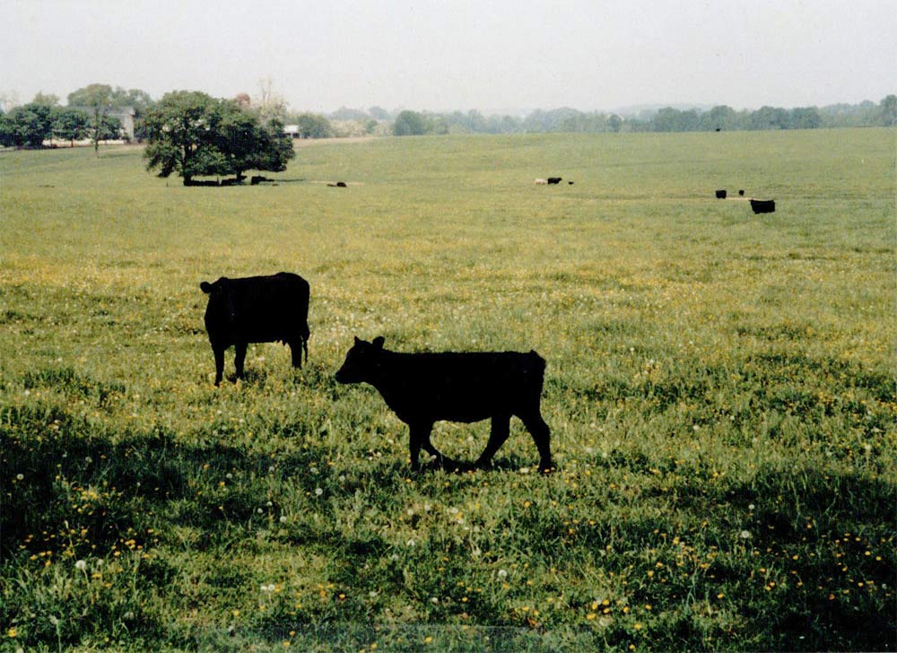 Blank Angus Beef Cattle